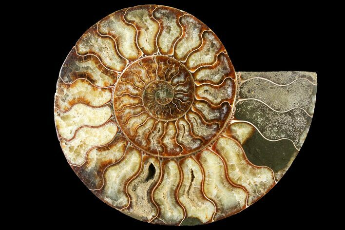 Cut Ammonite Fossil (Half) - Agatized #121492
